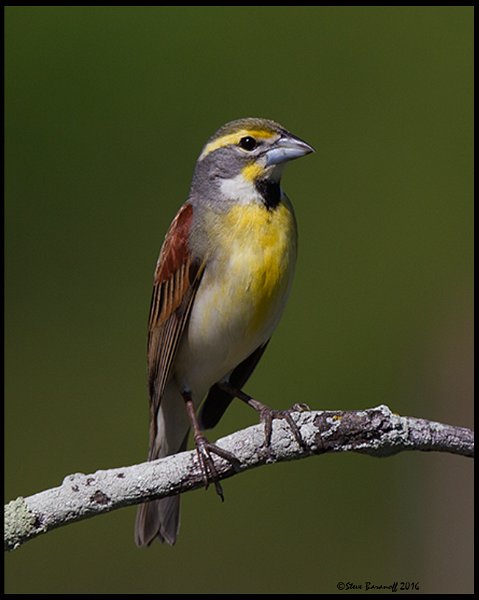 _6SB0438 dickcissel.jpg
